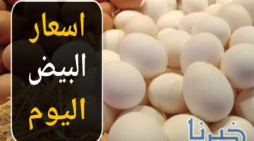 أسعار البيض اليوم السبت 9 نوفمبر 2024 في الأسواق.. تعرف على سعر الكرتونة