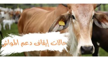 "وزارة البيئة" تحدد حالات إيقاف دعم المواشي وكيفية التسجيل في الدعم 1446