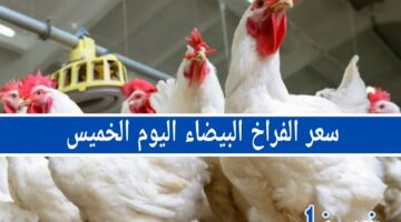 سعر الفراخ البيضاء اليوم الخميس 14-11-2024 في بورصة الدواجن اليوم