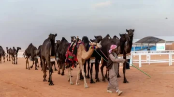 "اشترك الآن" رابط تصويت الصياهد عبر منصة راعي بالمملكة العربية السعودية