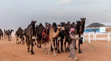 "رابط تصويت الصياهد".. مهرجان الملك عبدالعزيز للإبل عبر منصة راعي النظر بالخطوات