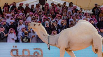 منصة راعي النظر 2024.. رابط وشروط التقديم للفوز في مسابقة جمال الإبل