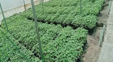 حكومة صنعاء تطلق مشروعاً زراعياً جديداً في محافظات يمنية قد يحدث نقلة نوعية في القطاع الزراعي!