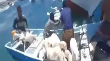 شاهد الفيديو: انقلاب سفينة الأغنام التجارية في باب المندب.. وجهود صيادين يمنيين لإنقاذ آلاف الغنم الغارقة