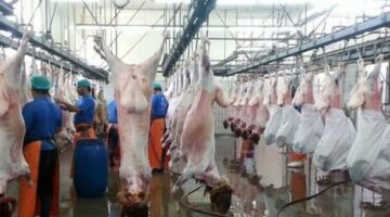 استعدادات موسم الحج 1446 هـ.. تفقد جاهزية المحاجر والمسالخ وأسواق النفع العام