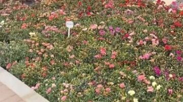 اكتشف جمال معرض الزهور: مناظر خلابة وأوقات ممتعة لعائلتك.. شاهد الفيديو!