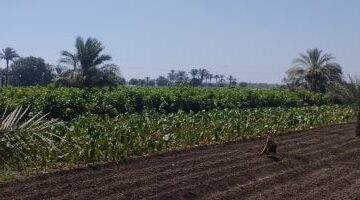 الإنتاج الزراعى ترتفع قيمته إلى مليار و797 مليون جنيه العام المالى 22/23
