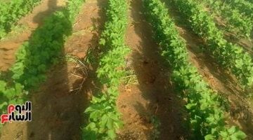 التوسع فى زراعة الأقطان قصيرة التيلة يعزز الصناعة الوطنية ويحد من الواردات