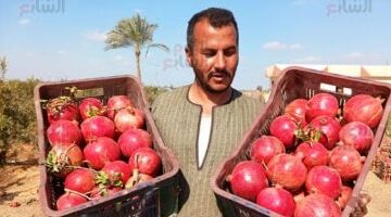 الرمان المصرى يغزو أوروبا.. تصدير 99 ألف طن بقيمة 88 مليون دولار