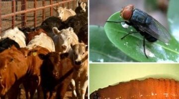 بعد ظهورها في المكسيك.. سر تغذية الدودة آكلة لحوم البشر على الجروح وأماكن تكاثرها