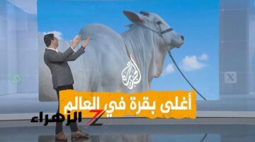 بقرة تشبه الجمل في السعودية.. تباع بـ4 ملايين دولار وتكون الأغلى عالمياً! تدهش الناس والعلماء