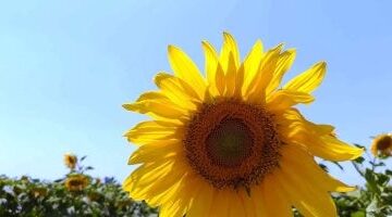 تأثيرات طويلة المدى لتناول زيت عباد الشمس على صحة القلب