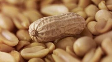 تسالى العيد .. اعرف فوائد الفول السودانى لصحتك