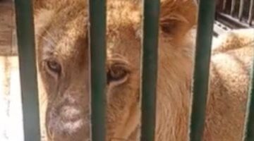 تعالا نوريك بيت الأسد.. أحلى زيارة لحديقة الحيوان بكفر الشيخ.. فيديو