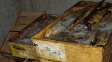 تفاصيل ضبط 20 طن رنجة وأسماك غير صالحة الاستخدام الآدمى فى الشرقية.. فيديو