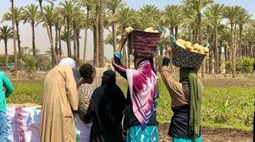 جمال اليدين الشقيتين: احتفال موسم حصاد البطاطس في البدرشين.. شاهد الفيديو!