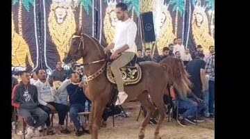 جمال رقص الخيول في كرنفال الموجى.. عرض ساحر لمهارات الحصان العربي