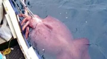 شاهد.. علماء يصورون حبارًا ضخمًا حيًا لأول مرة