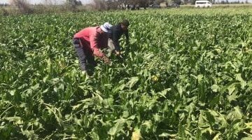 شركة الدلتا للسكر: منح حوافز لتشجيع زيادة كميات البنجر الموردة