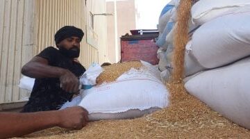 صومعة أسوان تستقبل كميات القمح الموردة من المزارع فى موسم الحصاد.. فيديو