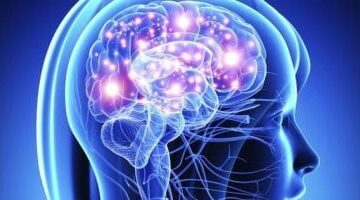 فريق علمي أمريكي يحقق اختراقاً علمياً بإعادة تخليق "دائرة دماغية بشرية"