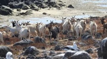 قطيع ماعز غامض يتغلب على الجفاف.. سر بقاءه لأكثر من 200 عام على جزيرة معزولة!