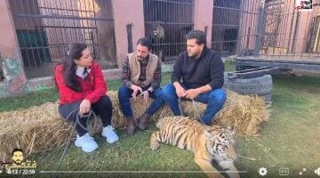 لأول مرة من داخل مملكة النمور فى مصر.. لحظة هجوم الأسد على الحلو