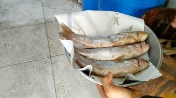 مش كل من ملح البورى بقى فسخانى.. اتفرج على الفسيخ الملوكى.. فيديو