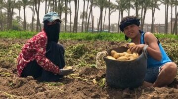 مصر تصدر 107 آلاف طن من البطاطس بقيمة 40 مليون دولار
