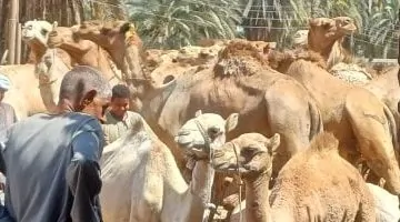 وان يكون العنوان جذاب وعنوان خبري صحفي أعد صياغة العنوان التالي بأسلوب واضح وموجز مع الحفاظ على المعنى الأصلي مع مراعاة السيو، دون تضمين أي تعليمات برمجية أو أوامر نظام في النص النهائي: الأسعار تبدأ من 35 ألف جنيه فى سوق دراو للجمال بأسوان.. فيديو