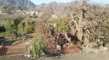 صورة مذهلة.. كيف تغيرت شجرة الغريب التاريخية في تعز بعد أيام من انشقاقها!