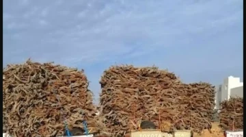 محافظة يمنية "متحضرة" تعاني العودة إلى تجارة تقطيع الحطب بسبب نفاد الغاز وإغلاق محطات الوقود تماماً