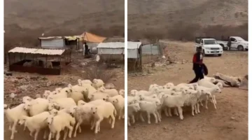 أسعار الأغنام 'البهم' تشهد انخفاضاً جديداً: تفاصيل وآثار على السوق – صحيفة المرصد