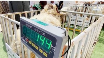 ورشة عمل في الرياض لتطوير آليات بيع المواشي بالوزن