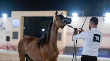 كأس الإمارات العالمي: صراع جمال الخيل العربية