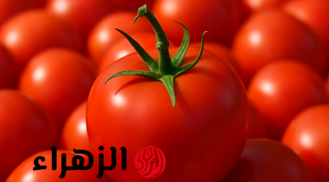 اكتشفوا سر الطماطم الفريدة في وادي الدواسر: لماذا تُلقب بـ 'ذهب السعودية الأحمر'؟