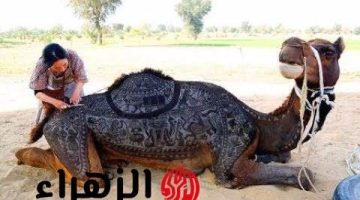 أغلى جمل في العالم بـ5 مليون دولار.. شكله الفريد يثير الدهشة في السعودية ودول الخليج!