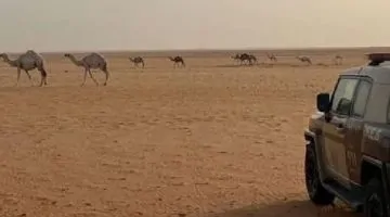 ضبط مخالف بيئي في محمية الإمام عبدالعزيز بن محمد