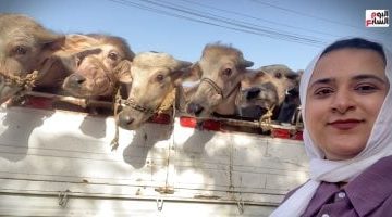 أخطر 10 أيام في سوق المواشي: تحدى ملوك الفصال بمغامرة مثيرة - فيديو