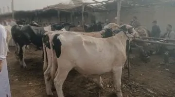 أسعار الأضاحي في سوق منوف: أكبر أسواق الماشية بالمنوفية.. شاهد الفيديو الآن