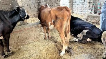 أسعار اللحوم تنخفض إلى 270 جنيهاً قبيل عيد الأضحي في الدقهلية - شاهد الفيديو