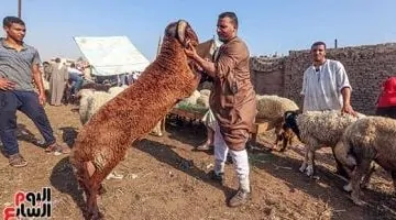 أكبر خروف في مصر: دليل سريع لاختيار أضحيتك المثالية بأشكال متنوعة خلال 5 دقائق.. شاهد الفيديو!