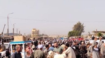 إقبال غير مسبوق على سوق المواشي في بنها قبل عيد الأضحى: فيديو وصور