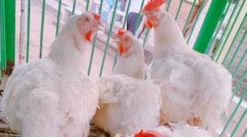 الطب البيطري يُؤكد: المزارع تحت المراقبة اليومية وينفي شائعات نفوق الدواجن