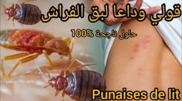 ودّعي الحشرات للأبد من غير مبيدات بوصفات طبيعية وآمنة للتخلص من البق والنمل في الصيف