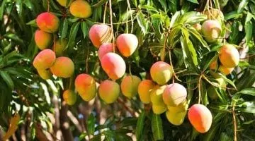 تليفزيون اليوم السابع يكشف أسرار طرح المانجا في مزارع الإسماعيلية