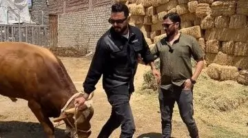 جزار محترف يكشف أسرار الأضحية: تعرف على تفاصيل العجول المجنونة في فيديو حصري