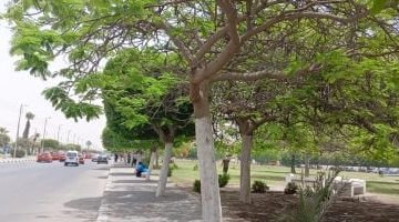 حالة الطقس اليوم في الإسماعيلية الأحد 18 مايو 2025.. شاهد الفيديو القصير