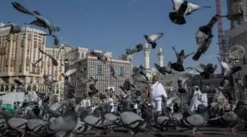 حمام الحمى في الحرم يسرق الأضواء خلال بث مباشر على تلفزيون اليوم السابع