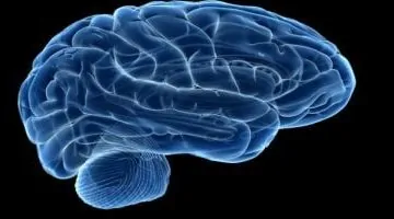 دراسة تكشف خريطة "عقل القارئ" وأسرار فهم الدماغ لللغة المكتوبة
